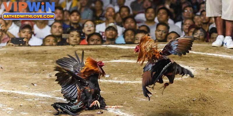 Thưởng lớn và khuyến mãi hấp dẫn tại Đá Gà Vipwin
